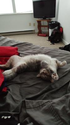 derpycats:  Behold, Happy, in all her derpy glory.