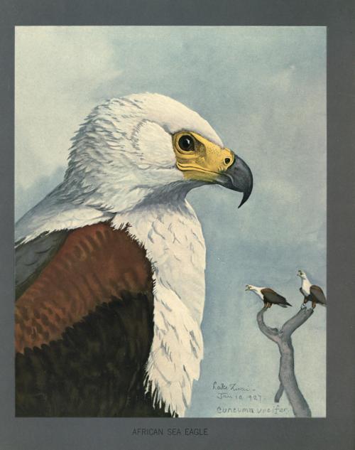 Louis Agassiz Fuertes, paintings for Album of Abyssinian birds and mammals, 1930. Field Museum of Na