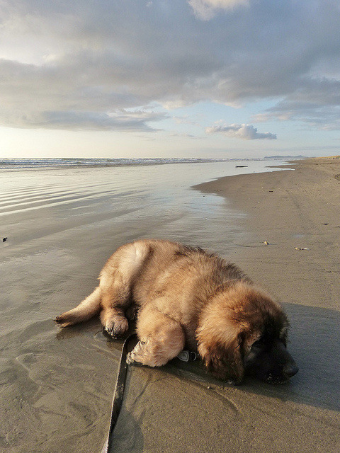 feelingswithbrandy:  seraphica:  Gulliver’s First Trip to the Beach  LOOK AT GULLIVER 