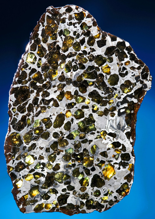 vanityunfair:ufansius:Iron/nickel meteorite slice with peridot inclusions - Seymchan region, Siberia