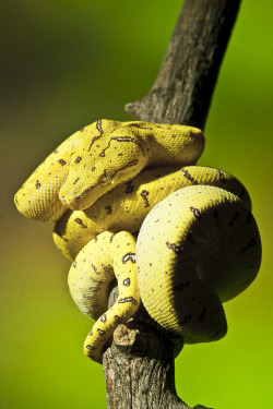 pikxchu:  2010 Aru Locale Green Tree Python