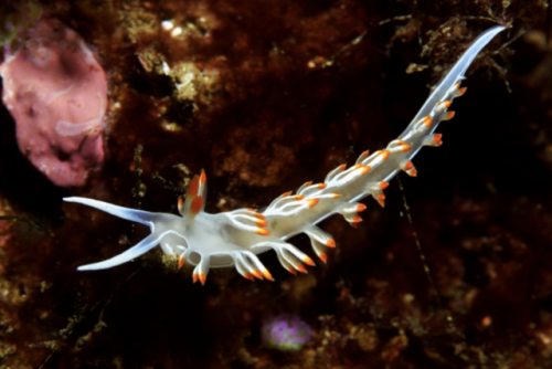 Beauty and BrawnSome nudibranchs, like the one pictured here, steal the defenses of their prey. Whil