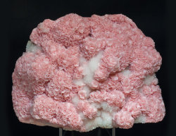 bijoux-et-mineraux:  Rhodochrosite and Quartz -  Boldut Mine, Maramures, Romania  