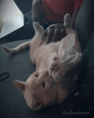 Tummy scratches are the best! Instagram! || Paw prints!
