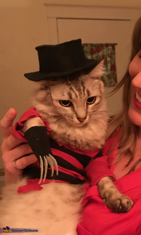 horrorandhalloween:Pet Halloween costumes: Cats