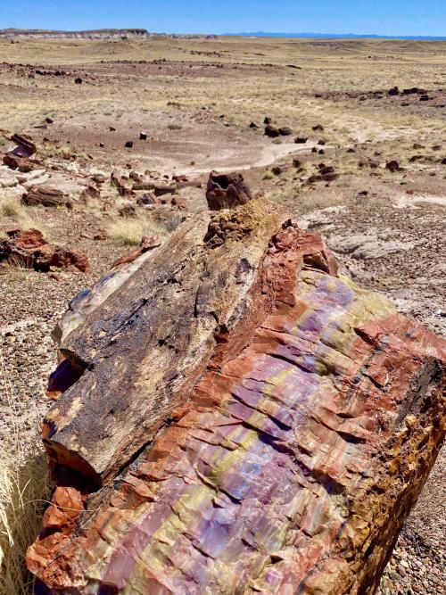 Amazinglybeautifulphotography:  200+ Million Year Old Rainbow Petrified Log In Petrified