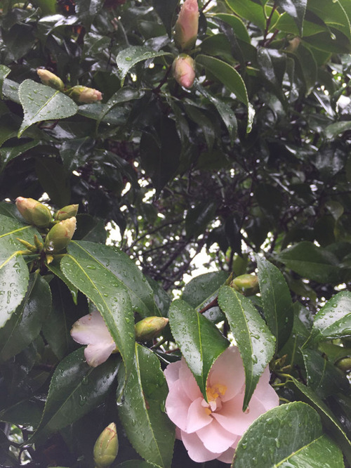 portland rose garden