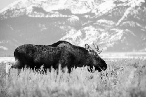 Bull moose, Antelope Flats, Grand Teton National Park. November, 2020.