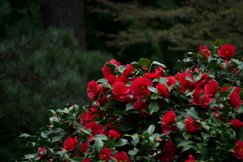 Portland Japanese Garden, Oregon | April 2018Instagram | VSCO