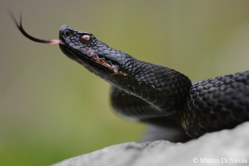 exotic-venom:(Vipera aspis atra) black asp, black viper Found in western Switzerland, northwestern