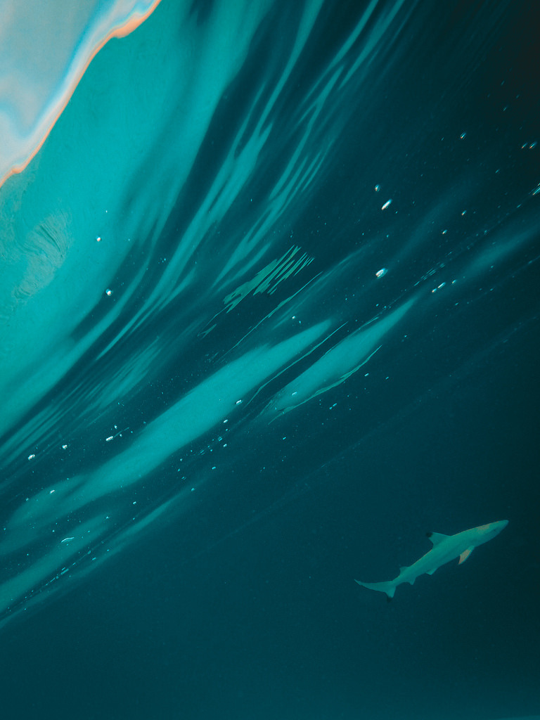 drxgonfly:  Shark in shallow water (by m o d e)