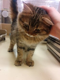 cuteanimalspics:  I volunteer with shelter cats and we just got a Maine Coon kitten. Meet Sebastian the Cute. 