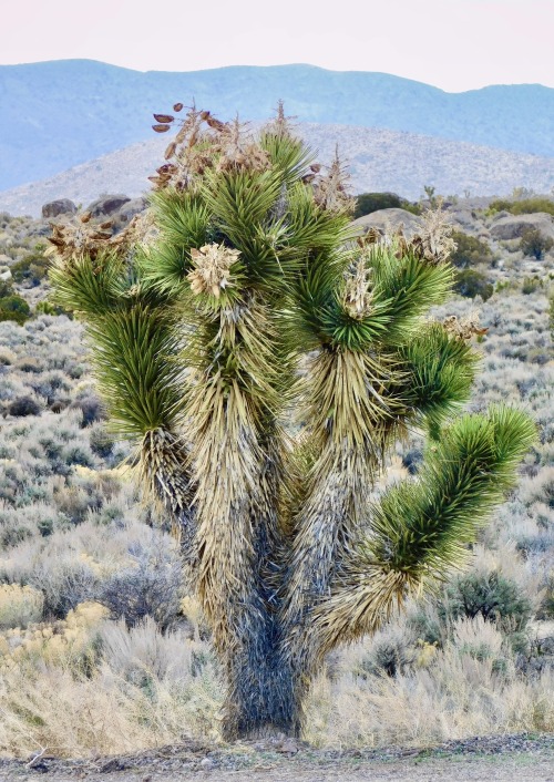 Joshua Tree (Yucca brevifolia) With Seed Pods, Cathedral Gorge State Park, Lincoln County, Nevada, 2