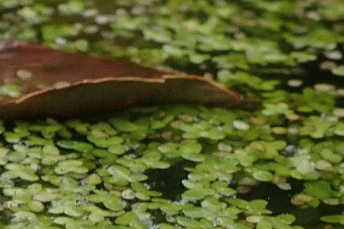 lazyevaluationranch:23/09/2020 There’s a tiny drainage ditch next to the garage, full of duckweed.Du