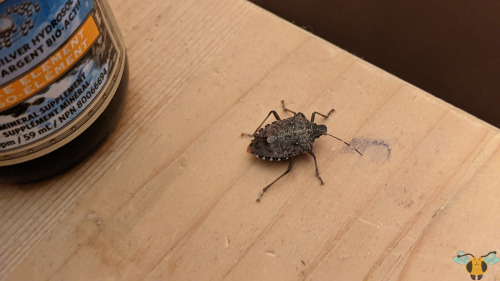 Brown Marmorated Stink Bug - Halyomorpha halysSo I’m working at my desk, doing research for an