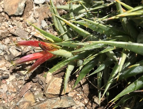 Deuterocohnia lotteae
This small clumping bromeliad was formerly in the genus Abromeitiella, but this genus was then merged into Deuterocohnia. It has small highly succulent dagger-like leaves, with sharp teeth along the edges. The tubular flowers...