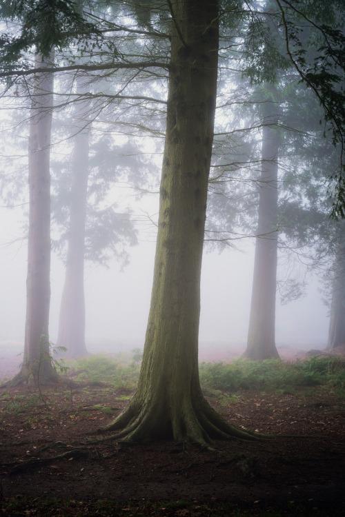 Felbrigg Hall 01/11/2015 by Matthew Dartford