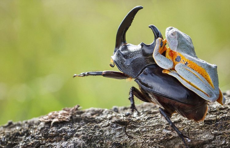 asylum-art: Hendy Mp Captures World’s Tiniest Rodeo:  Frog Riding  A Beetle  