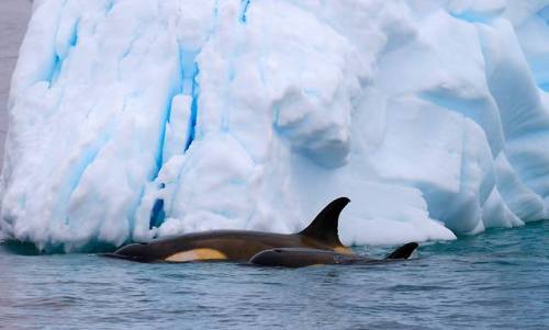 Project ORCA - Orca Research &amp; Conservation Australia: We have returned from our time down i