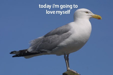 trencly:  justintimerblake:  do seagulls have seagoals   this one does 