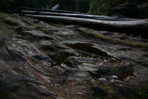 The log jam at the bend of the river.