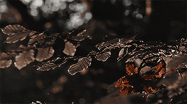 THE WITCHES WALK: Coven D'Ogun.