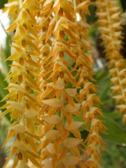orchid-a-day:  Dendrochilum latifolium var.