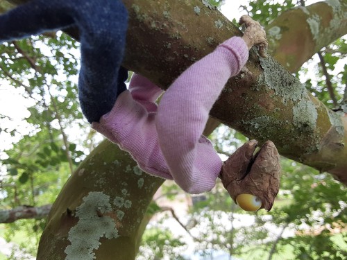 Lizard In A Tree. Natural Habitat