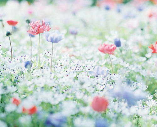 floralls:  by une** 