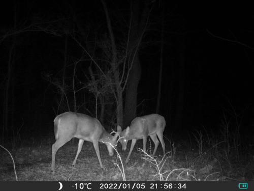 Spike Buck VS One Antler BuckWho will win?? 