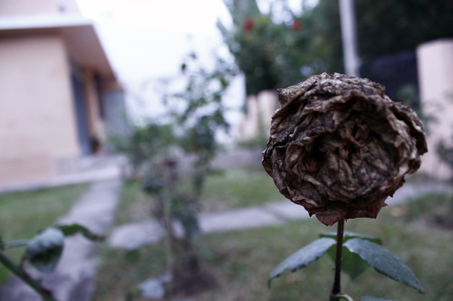 gustavoburela:  Titulo: Flores I 