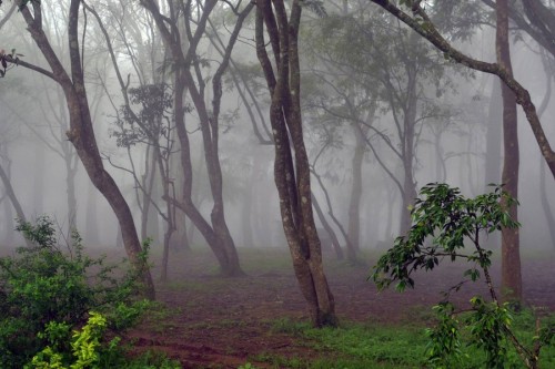 cerberus1956: morning by shrikumar