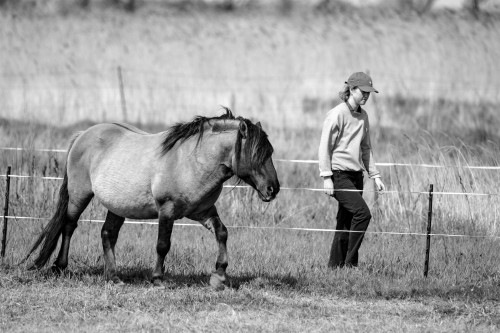 Tending the konik horses