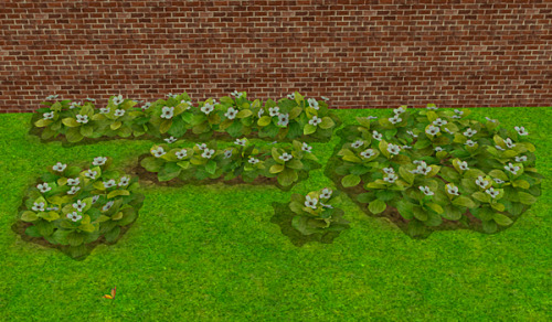 deedee-sims:Dwarf Cornel plants (converted from Planet Zoo)Me after playing with Planet Zoo for 3 da