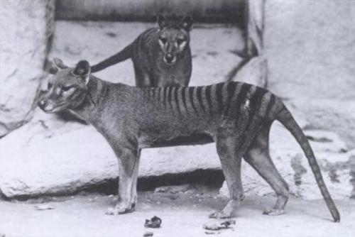 rapax-anamalia:  Pictures and a few videos are all that remain of the now extinct Thylacine, or Tasmanian Tiger.  The last Thylacine died in the Hobart Zoo of exposure in 1935 The rest of its species was hunted into extinction by European settlers. 