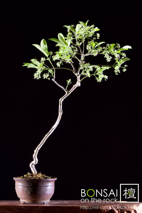 檀（マユミ）の盆栽MAYUMI, Hamilton’s spindletree bonsai2018.5.19 撮影bonsai on the rock| Creema | BASE | Zazzle