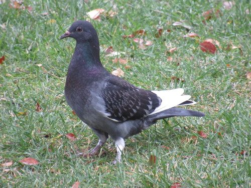 pigeongay
