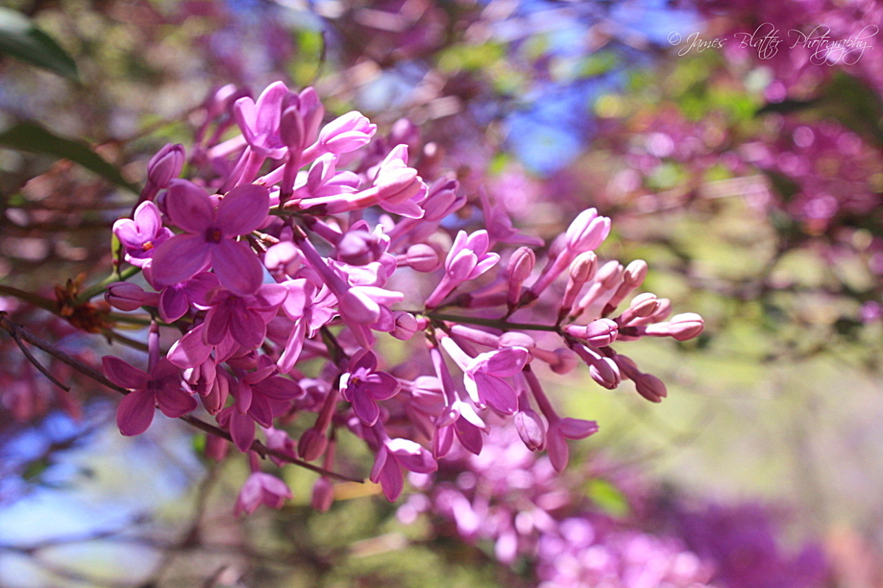 Lilac© 2022, James Blatter #spring flowers#lilac#purple flowers#nature photography#flower photography#flower photos