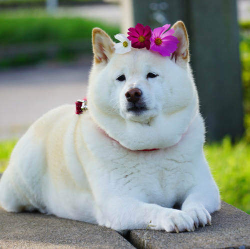 Cute girl -  Toshimi