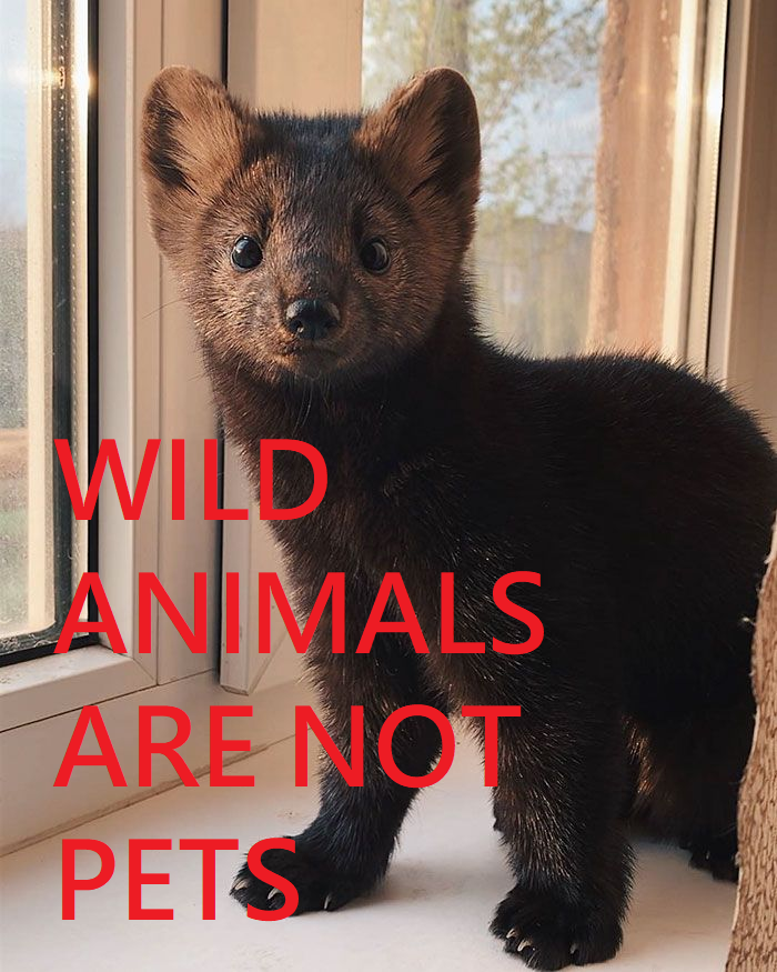 Ask an Expert - Wild Animals Are Not Pets