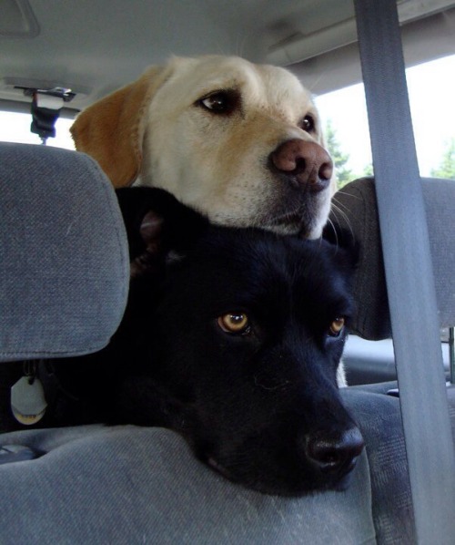 awwww-cute:  We just wanna see where we are going! (Source: http://ift.tt/1Jl8t4m)