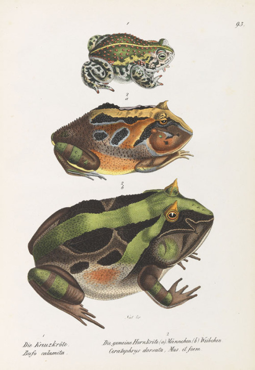 Heinrich Rudolf Schinz, natterjack toad from: Natural History and Depictons of Reptiles for the Yout