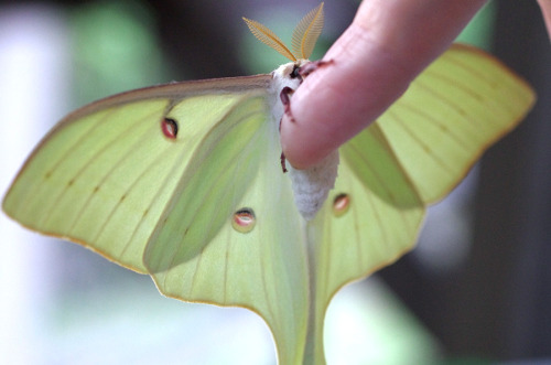 kittendrumstick: A few more, including some close-ups! And more photos of that pretty male moth.