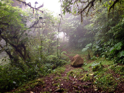 90377: Monteverde Cloud Forest Reserve, Costa Rica by Rick McCharles on Flickr.