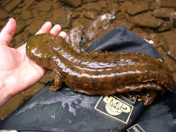 friendshipismax:  thebuttkingpost:  friendshipismax:  thebuttkingpost:  canis-exmachina:  zsl-edge-of-existence:  The hellbender is the third largest salamander in the world.  Its closest relatives are, bizarrely, the Chinese giant salamander (third