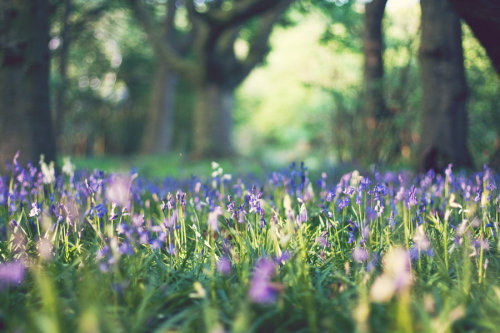 s-pringshowers: season—dreams: pretty-seasonal: Bluebell Heaven by purpleface ░۫░
