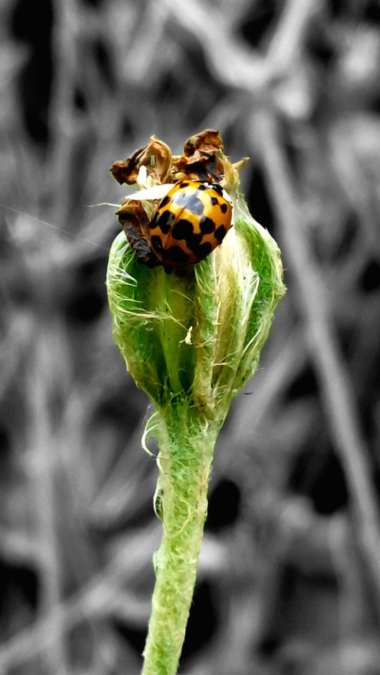Hulloooo , Photos Are Cool, I Have No Idea What I'm Doing, But I Took This Whilst On A Walk =)