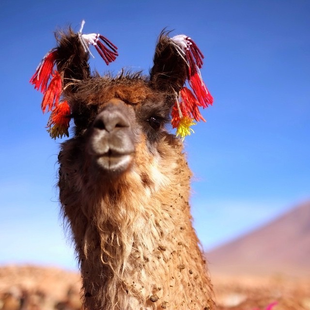 ¡Unboliviable! - #Llama here, llama there, llamas everywhere (at...