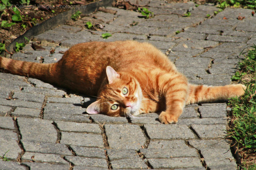 mischiefandmay: Sunbathing MIschief and Mayhem = My cat photos Cat Chat Gato = My new cat blog, feat