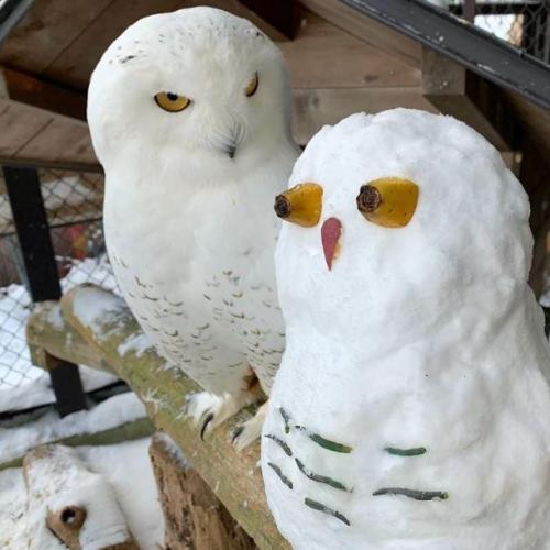 A snowy owl and an owl made of snow.